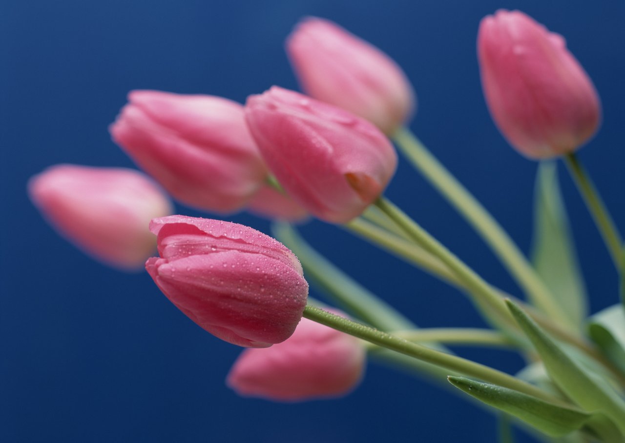 超过 100000 张关于“盛开”和“花”的免费图片 - Pixabay