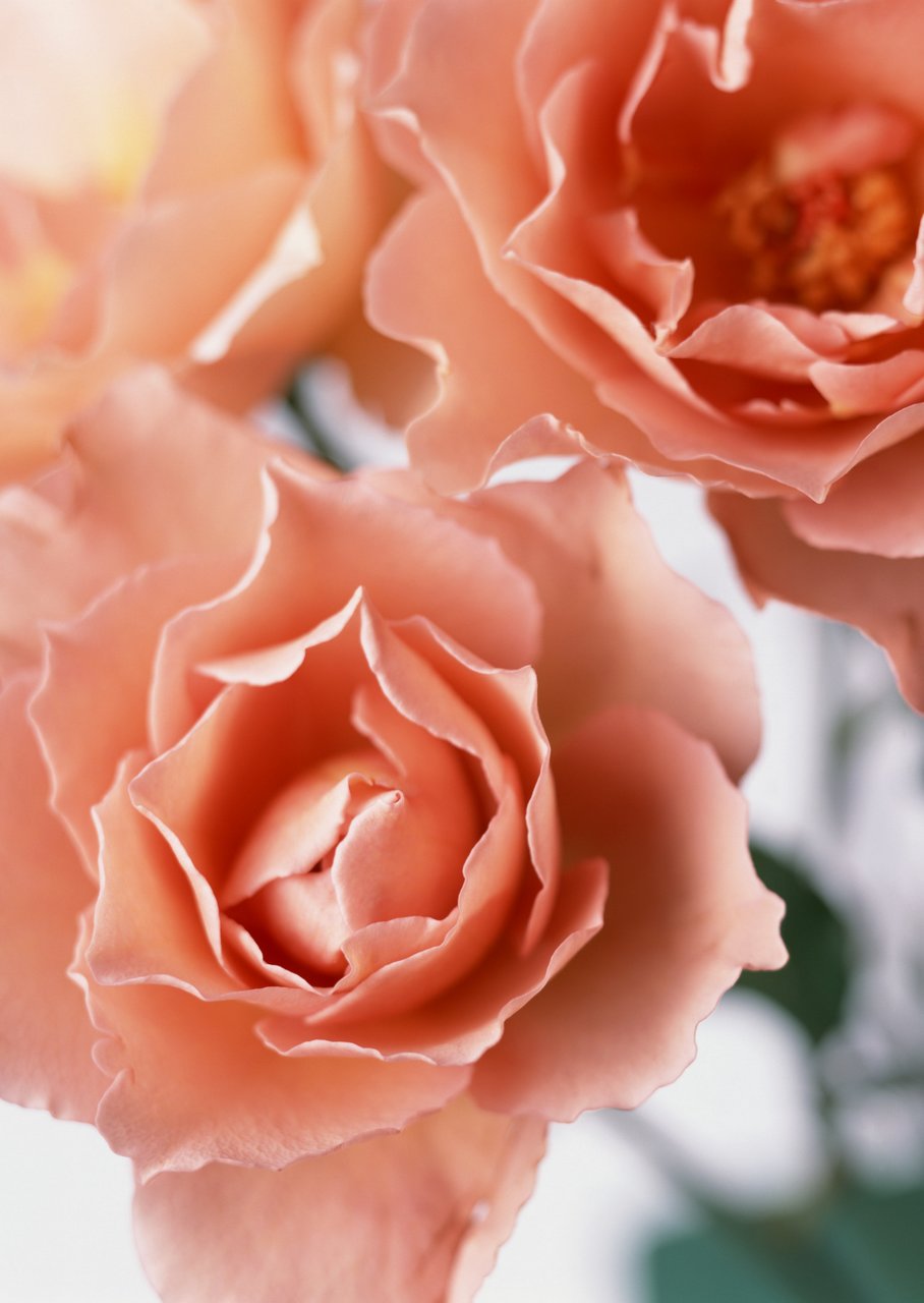 鲜花