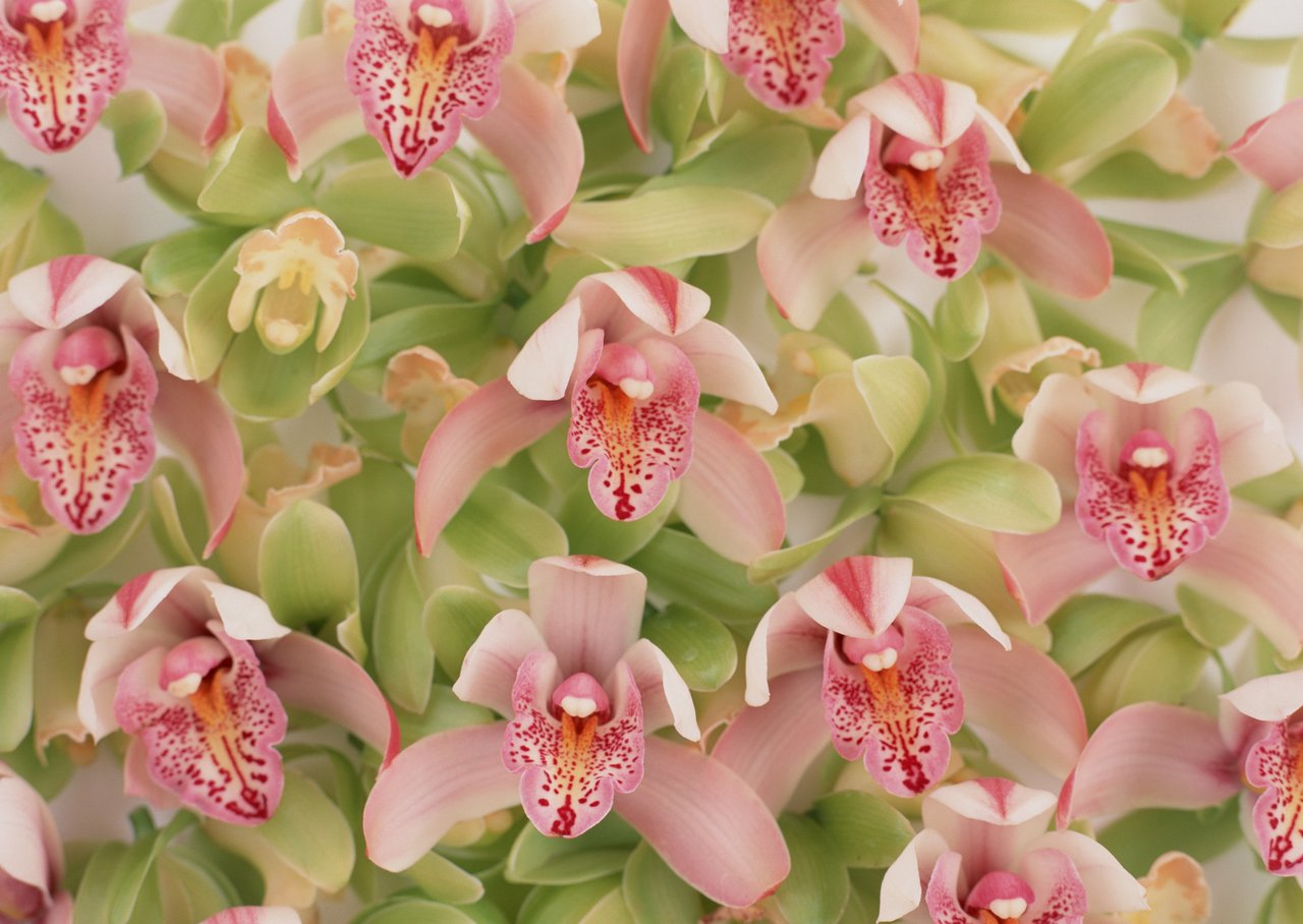 鲜花