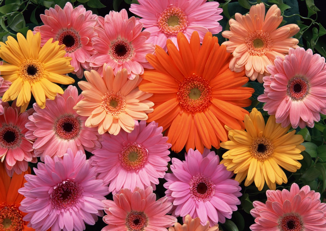 鲜花