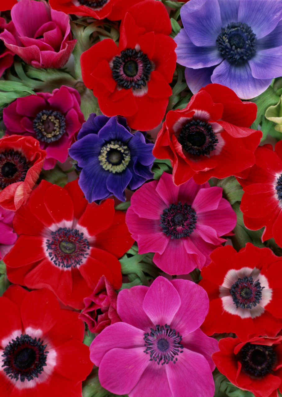 鲜花