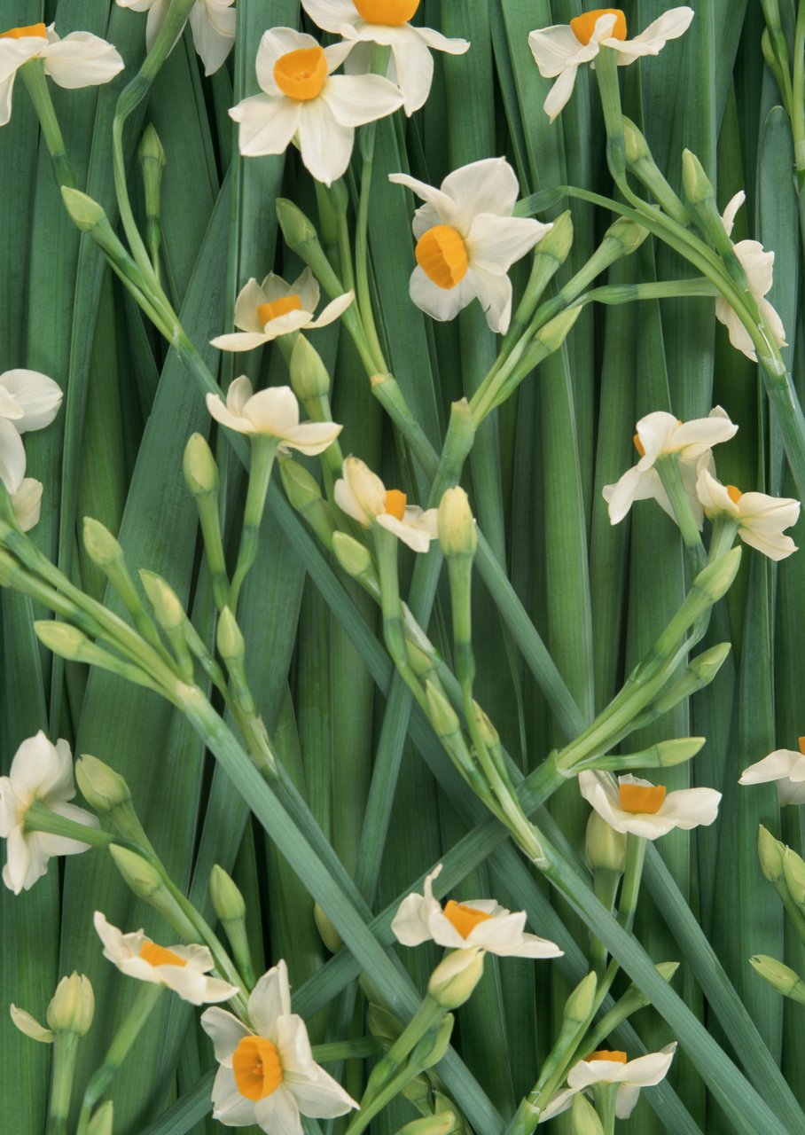 鲜花
