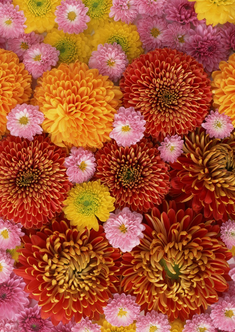 鲜花