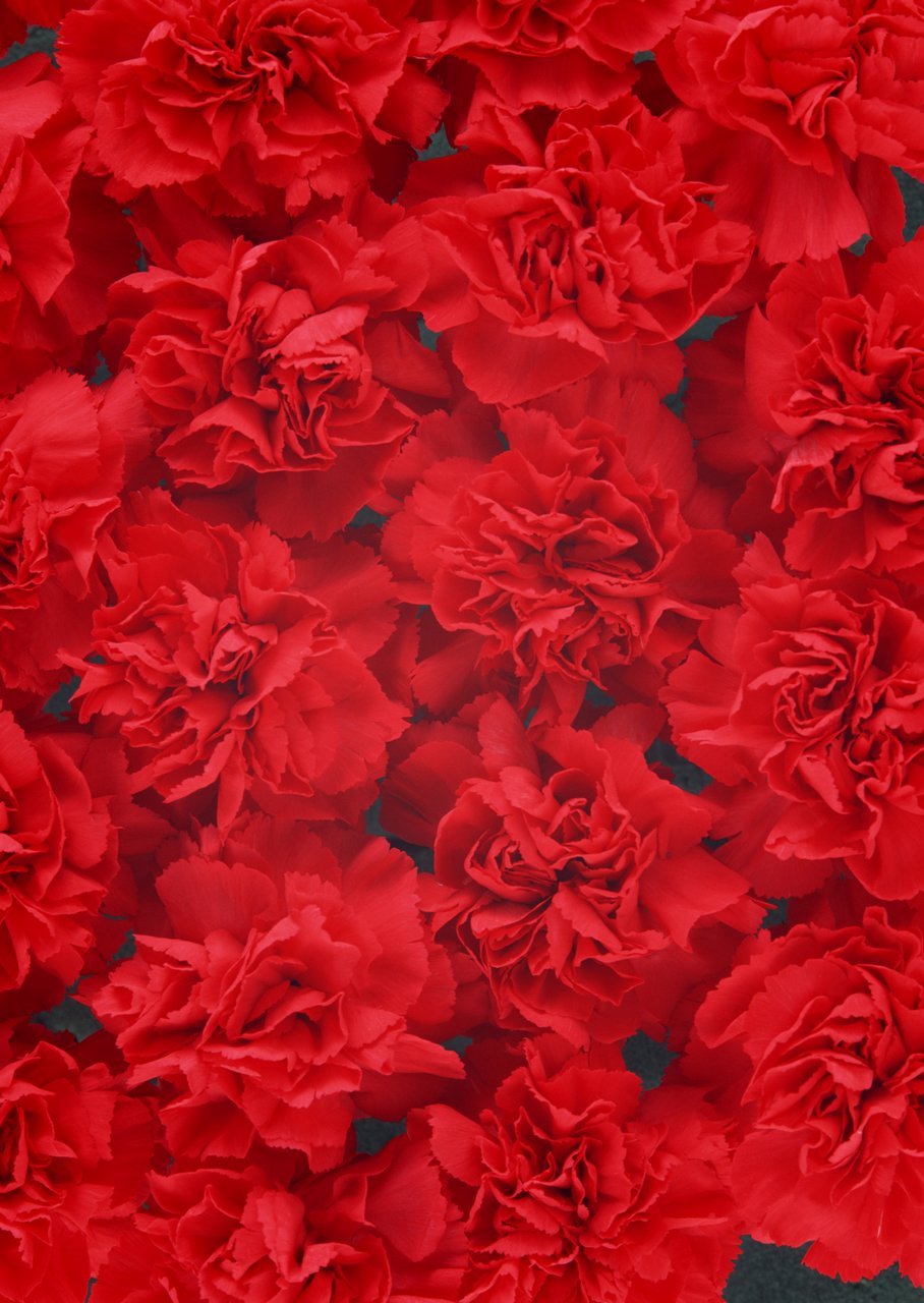 鲜花