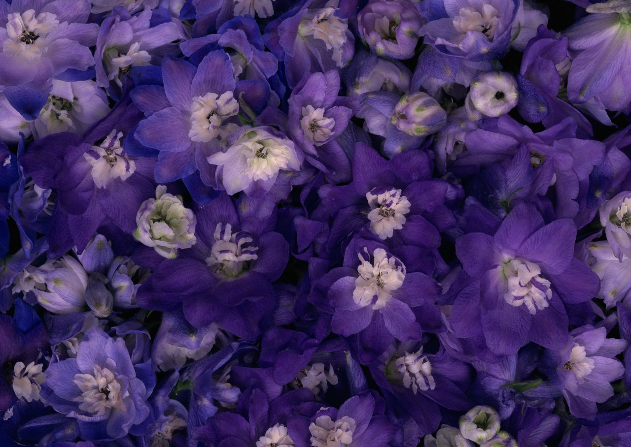 鲜花