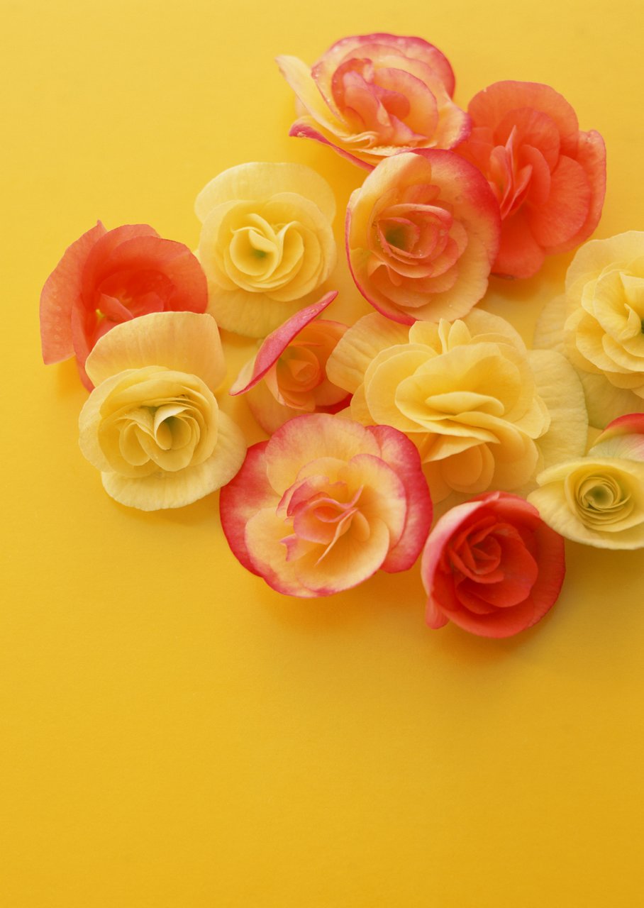 鲜花