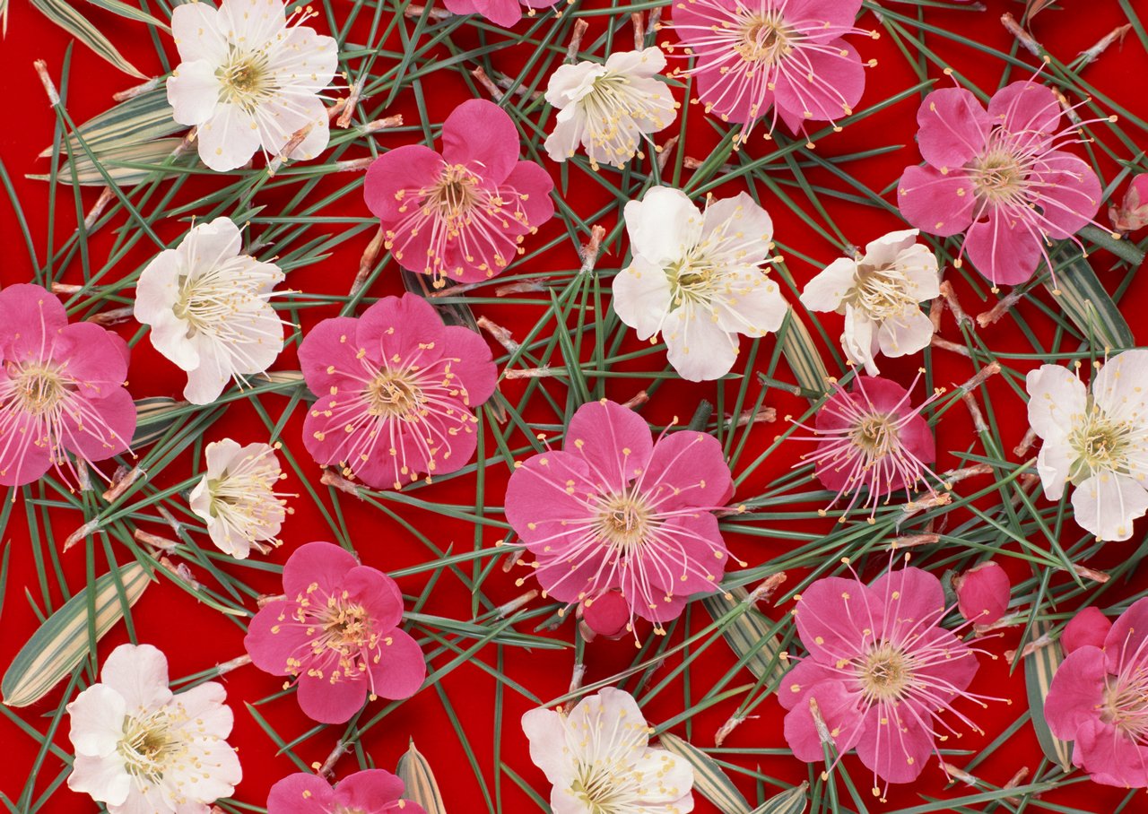 鲜花