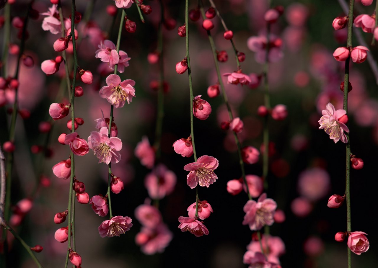 鲜花