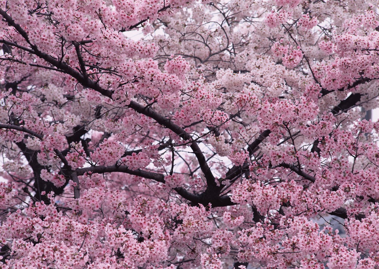 鲜花