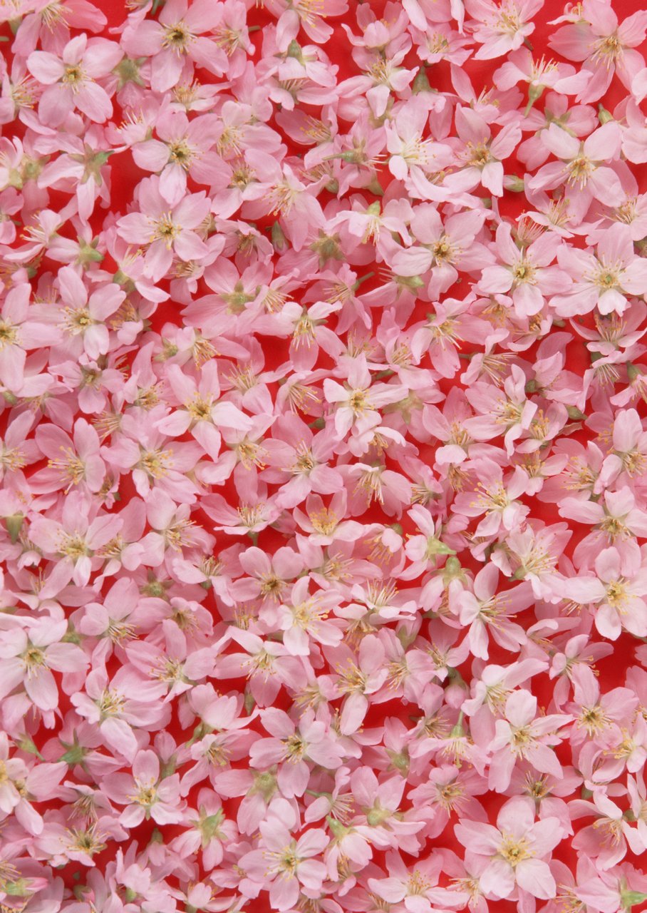 鲜花