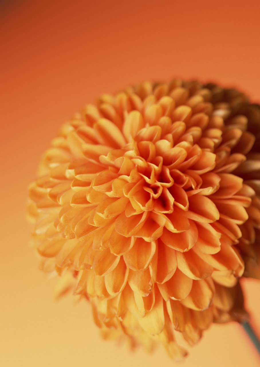 鲜花