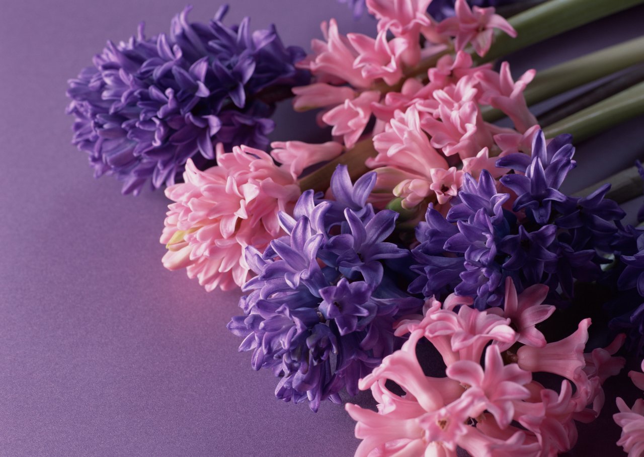 鲜花