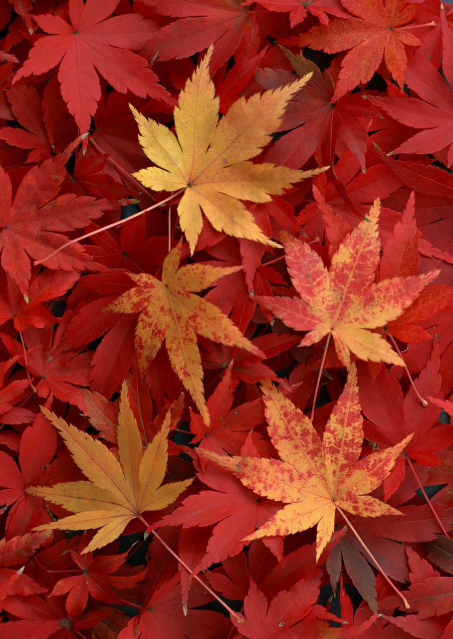 鲜花