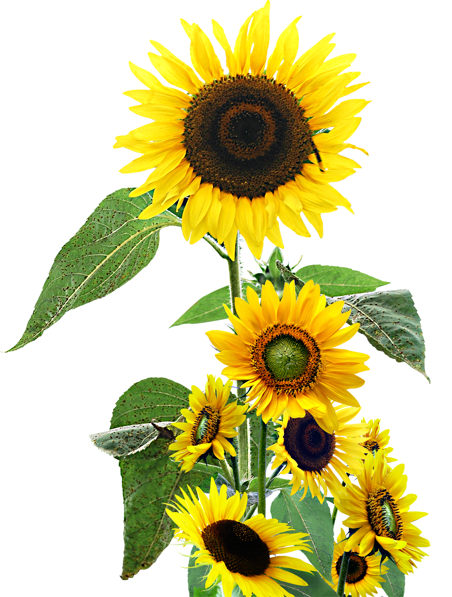 金印客素材库 素材图库 花 向日葵 太阳花