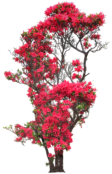 花 草 花树
