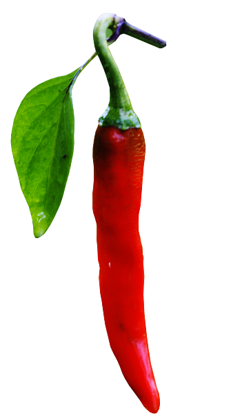 蔬菜 辣椒