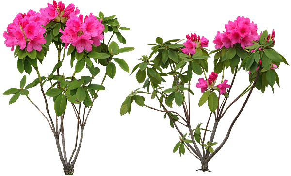 花 草 花树