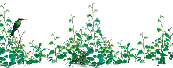 花 草 花树