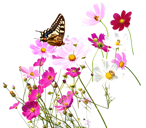 花 草 蝴蝶