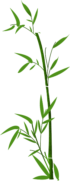 竹子 植物 