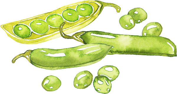 卡通 水墨风 蔬菜 豌豆